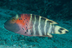 BD-141011-Komodo-4209-Cheilinus-fasciatus-(Bloch.-1791)-[Redbreasted-wrasse].jpg